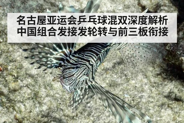 名古屋亚运会乒乓球混双深度解析 中国组合发接发轮转与前三板衔接